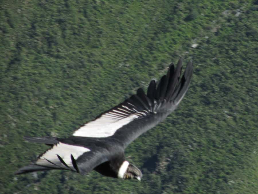 Full Day Trip to Colca Canyon from Arequipa ending in Puno - Key points before you book