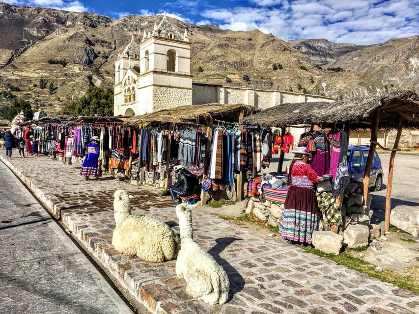 Full Day Trip to Colca Canyon from Arequipa ending in Puno - Vicuñas and birds at Pampa Cañahuas