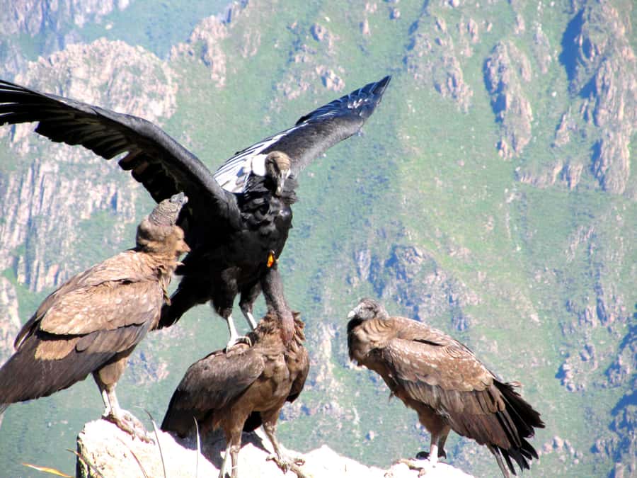 Full Day Trip to Colca Canyon from Arequipa ending in Puno - Turning a transfer into a Colca Canyon day