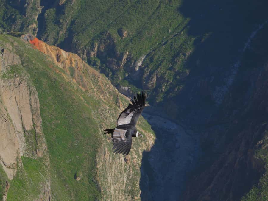 Full Day Trip to Colca Canyon from Arequipa ending in Puno - Lunch and the vehicle change in Chivay