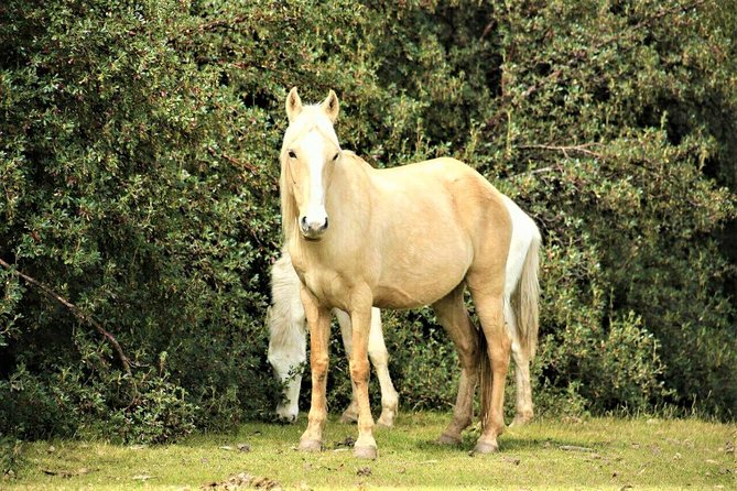 Horse Riding Chacan Mountain And Temple Of The Moon - Safety, comfort, and riding ability