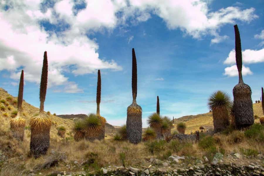 Huaraz-Excursion to the Pastoruri Snows and Puyas Raymondi - Key points to know before you book