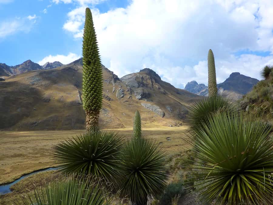 Huaraz: Pastoruri Glacier Day Trip - English or Spanish guiding