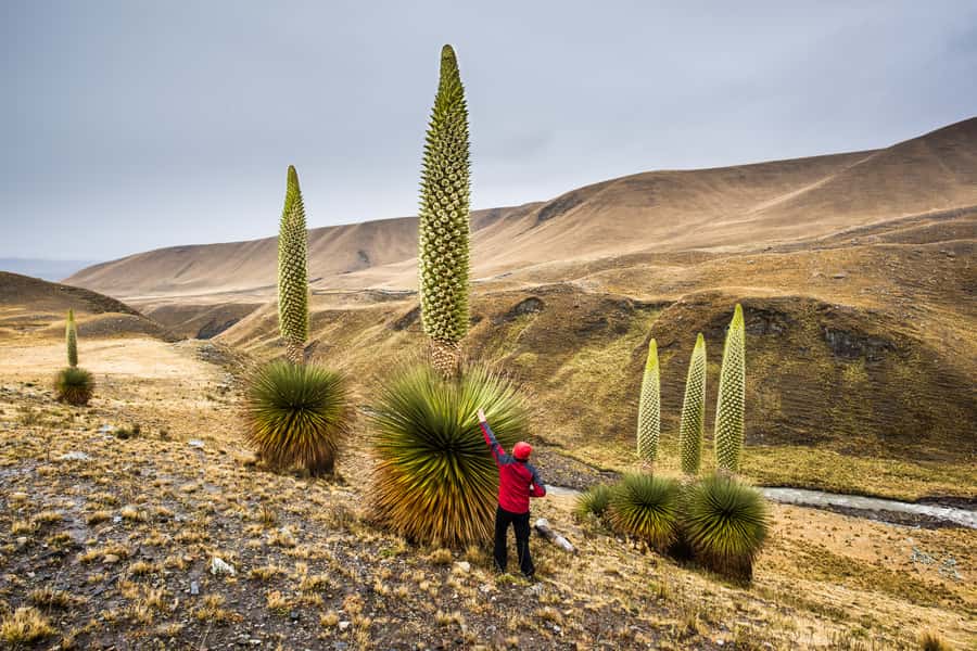 Huaraz: Pastoruri Glacier Day Trip - From Huaraz to the high country