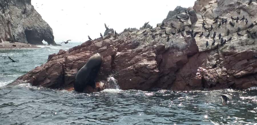Ica: Ballestas Island & Paracas Reserve Private Tour - The stark scenery of Paracas National Reserve
