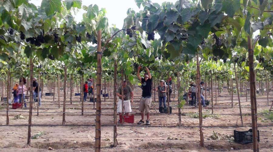 Ica: Tacama Winery and Pisco Tasting Tour with Hotel Pickup - Pickup, group size, and the role of William
