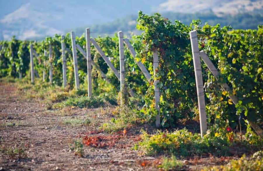 Ica: Winery Tour with Pisco and Wine Tasting - Key points to know before you book