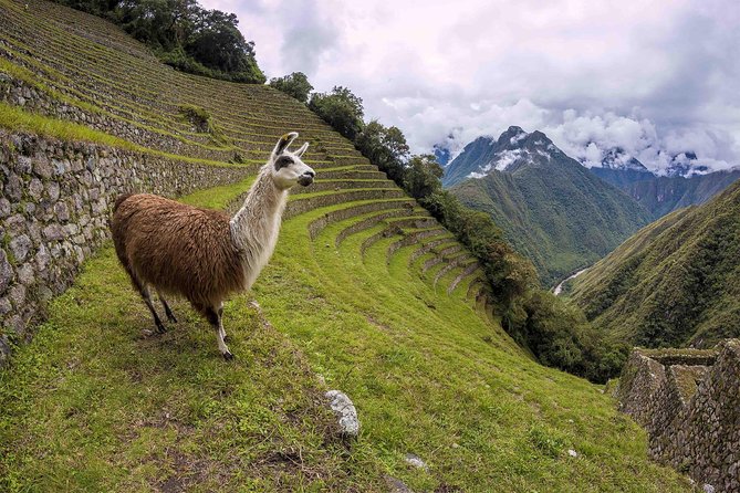 Inca Trail Trek to Machu Picchu - 2 Days (Small Group or Private) - Walking the short Inca Trail route