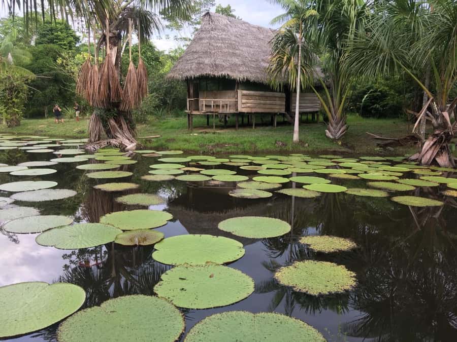 Iquitos: 2 Days and 1 Night Guided Amazon Jungle Tour - Key points to know before you book
