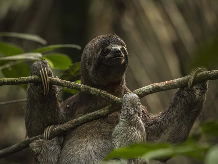 Iquitos: 2 Days and 1 Night Guided Amazon Jungle Tour - From Iquitos to the Amazon River by boat