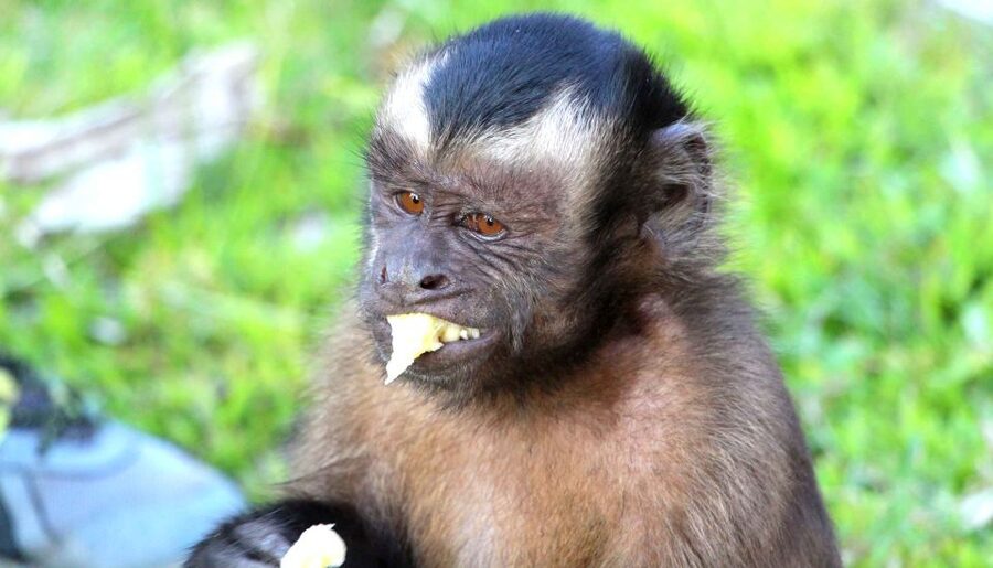 Iquitos: 3 Days and 2 Nights Guided Amazon Jungle Tour - Day two starts at 4:30 a.m.