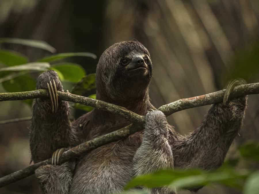 Iquitos: 3 Days and 2 Nights Guided Amazon Jungle Tour - Pink dolphins on the Amazon River