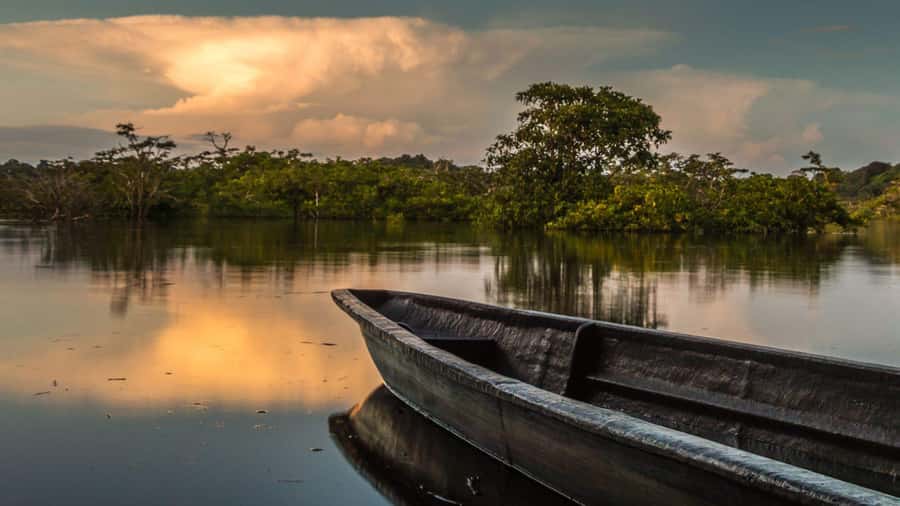 Iquitos: 3 Days and 2 Nights Guided Amazon Jungle Tour - Day three, the old ceiba tree and the return