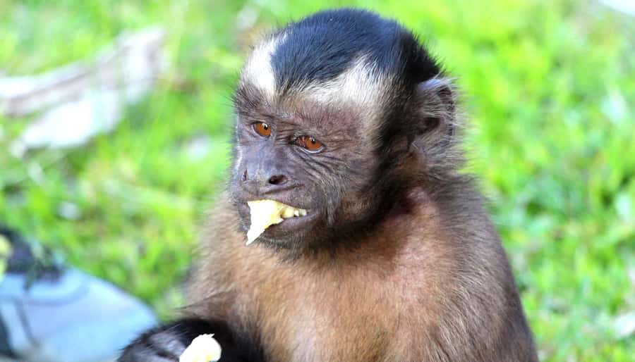 Iquitos: 3 Days and 2 Nights Guided Amazon Jungle Tour - Fundo Pedrito and the first look at local wildlife