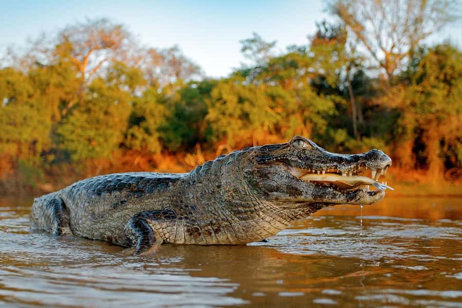 Iquitos: 5 Days inside the Rainforest | Amazon Jungle Tour - Key points at a glance