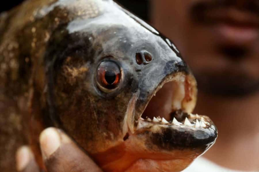 Iquitos: 5 Days inside the Rainforest | Amazon Jungle Tour - Day 2: Rescue animals, piranhas, and caimans after dark