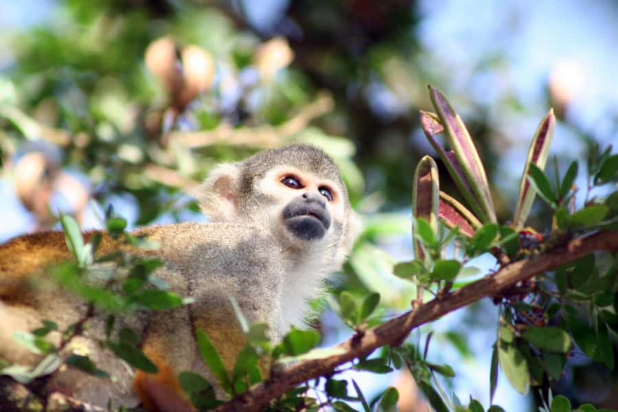 Iquitos: 5 Days inside the Rainforest | Amazon Jungle Tour - Day 5: A second monkey island and the return to Iquitos