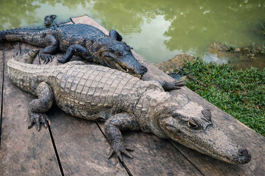 Iquitos: 6-Hour Wonderful Wildlife Guided Tour - The rescue center and the final river ride