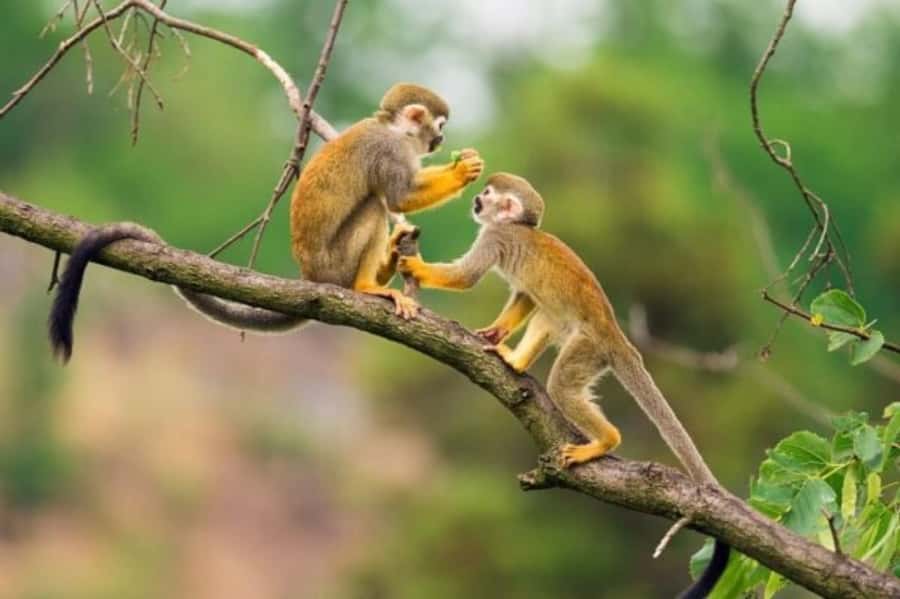 Iquitos: Amazon Jungle in 2 Days: Adventure and Expedition - Meeting the Yagua community