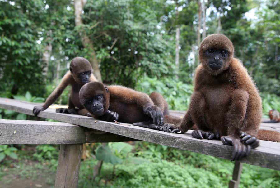 Iquitos : Full Day Excursion to Monkey Island - Meeting an indigenous community
