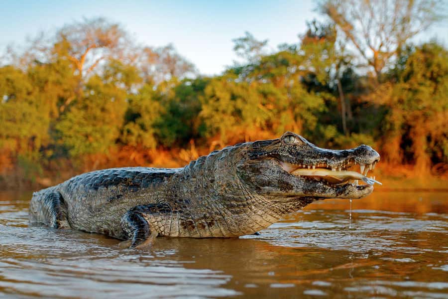 Iquitos: Full Day Tour in the Jungle | Amazon Safari - The Amazon River sets the pace