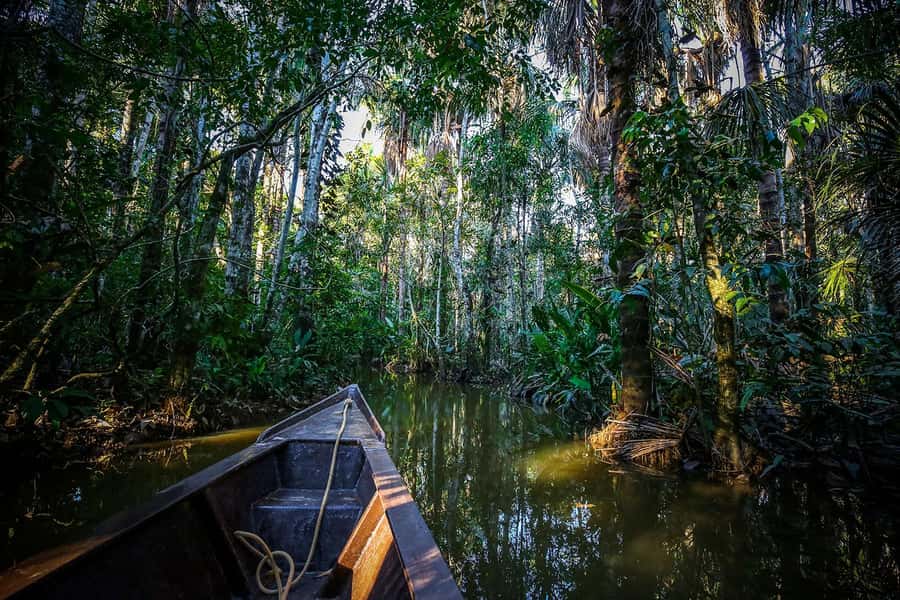 Iquitos: Full Day Tour in the Jungle | Amazon Safari - Amazonian drinks and plant knowledge