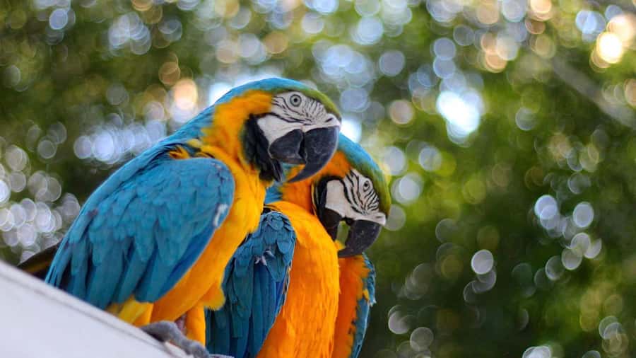 Iquitos: Full Day Tour in the Jungle | Amazon Safari - Returning to Iquitos