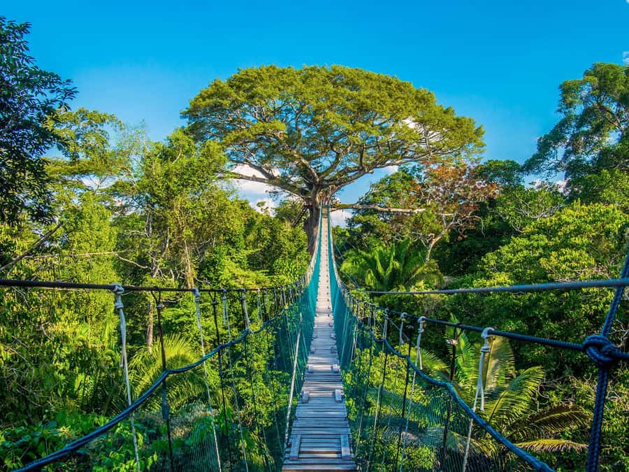 Iquitos: Full Day Tour in the Jungle | Amazon Safari - Watching for pink and gray dolphins