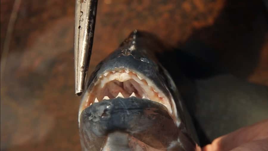 Iquitos: Piranha Fishing Experience in the Amazon jungle - Leaving Iquitos for the Amazon River