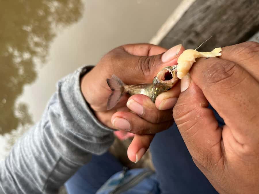 Iquitos: Piranha Fishing Experience in the Amazon jungle - What to bring for the river