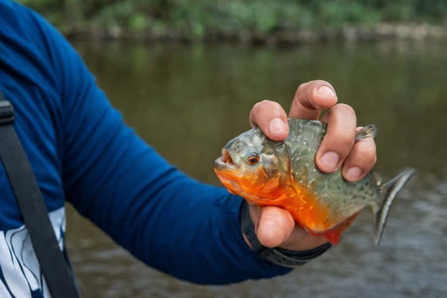 Iquitos to the Amazon: 2-Day Jungle & Wildlife Experience - What the $480 price really covers