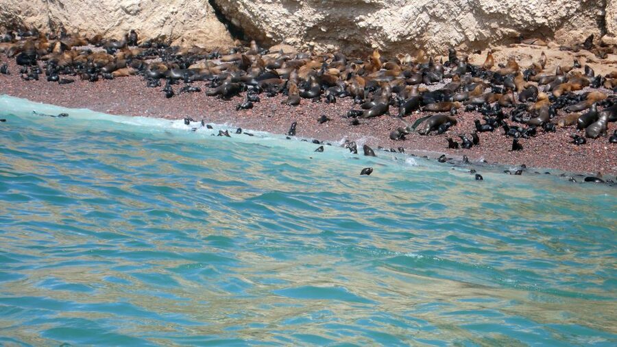 Lima: Ballestas & Huacachina Day Trip w/ Nazca Lines Flight - Who should book this Lima day trip?