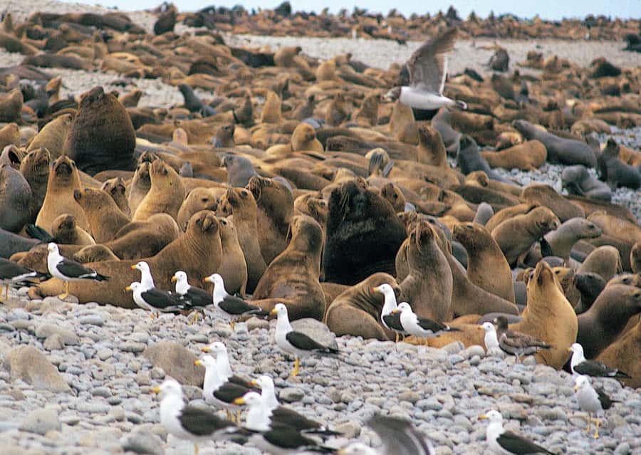 Lima: Ballestas Islands, Winery and Nazca Lines Private Tour - Ballestas Islands by the first boat