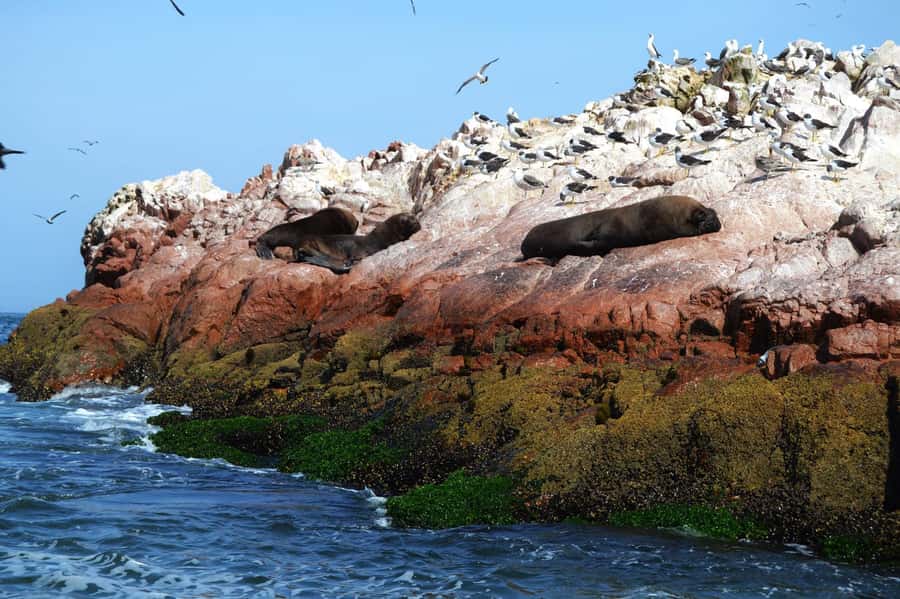 Lima: Ballestas Islands, Winery and Nazca Lines Private Tour - Lunch in Paracas after the flight