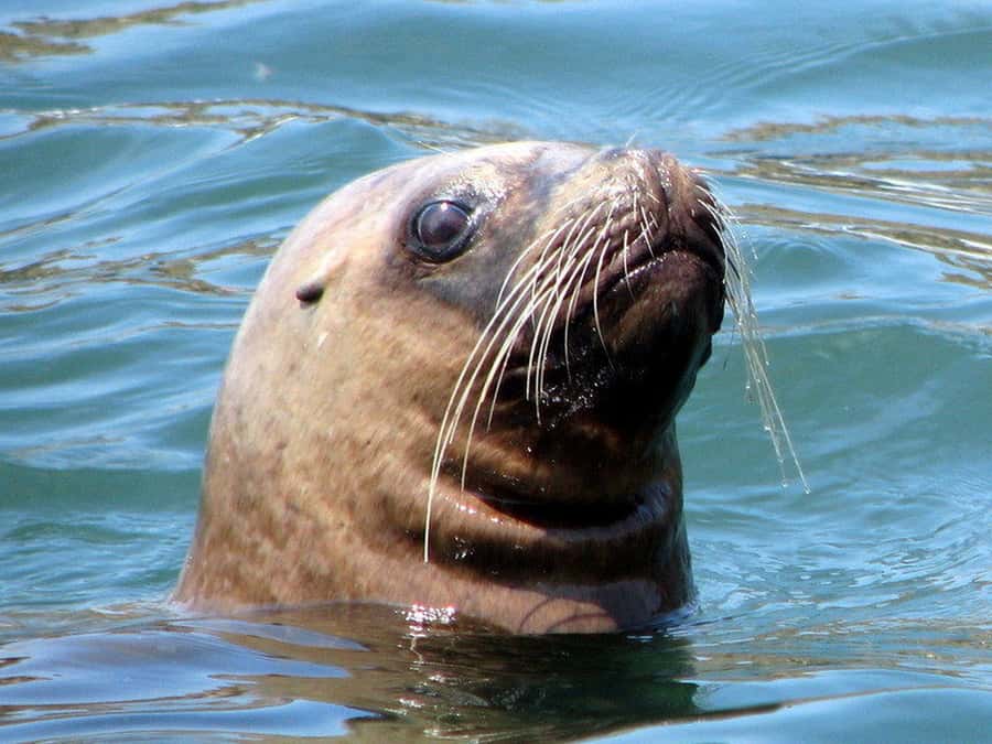 Lima | Islas Palomino Tour | Swim with Sea Lions - FAQ