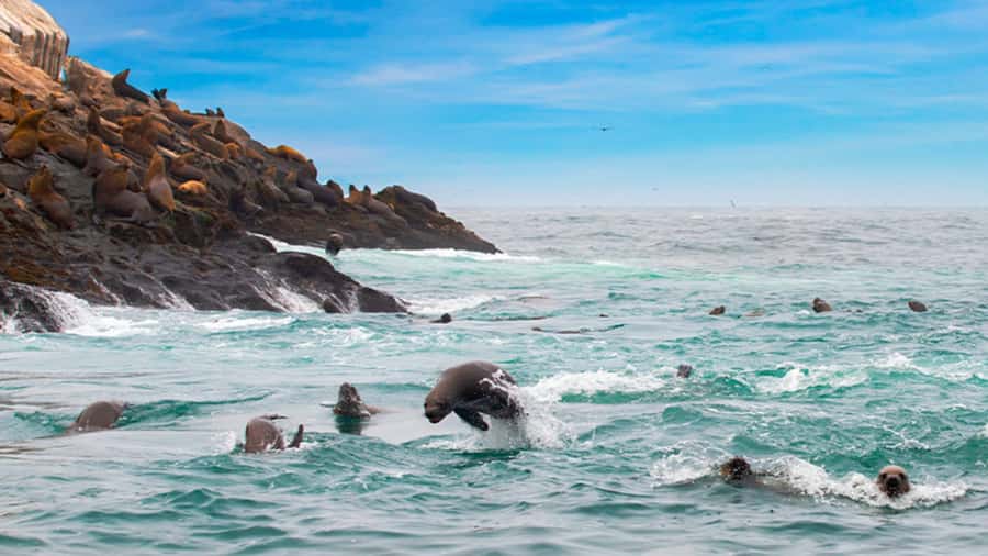 Lima | Islas Palomino Tour | Swim with Sea Lions - From La Punta to Callao’s working harbor