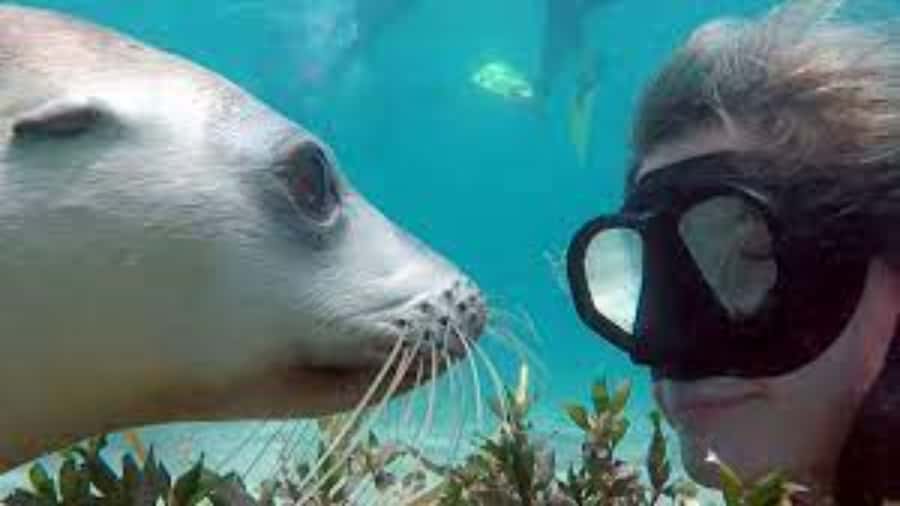 Lima | Islas Palomino Tour | Swim with Sea Lions - Meeting the sea lions at Palomino Island