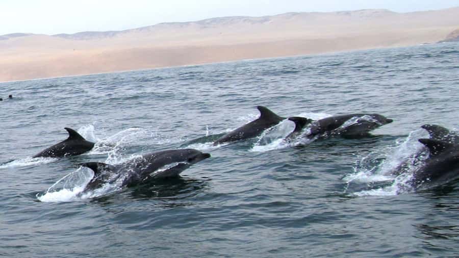 Lima | Islas Palomino Tour | Swim with Sea Lions - What the $79 price really covers