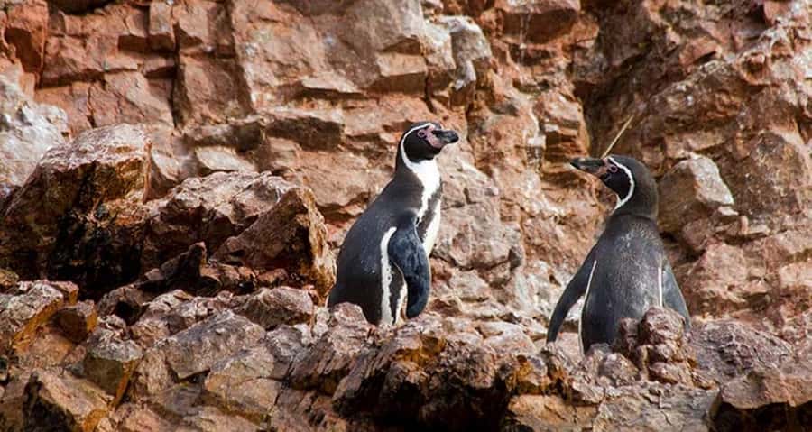 Lima | Islas Palomino Tour | Swim with Sea Lions - Timing, sea conditions, and comfort