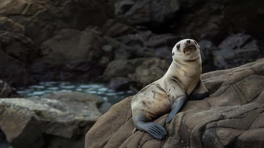 Lima | Islas Palomino Tour | Swim with Sea Lions - Who will enjoy this outing most