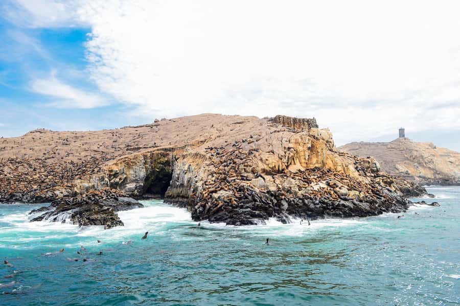 Lima | Islas Palomino Tour | Swim with Sea Lions - Should you book the Palomino Islands tour?