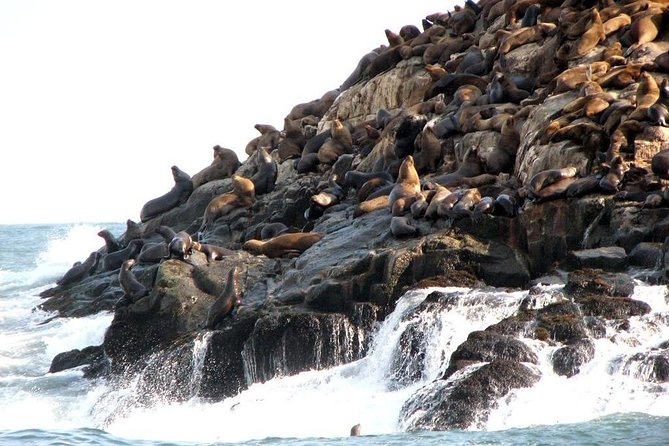 Lima: Palomino Islands Excursion & Swimming with Sea Lions with Hotel Transfers - Meeting thousands of sea lions at Palomino