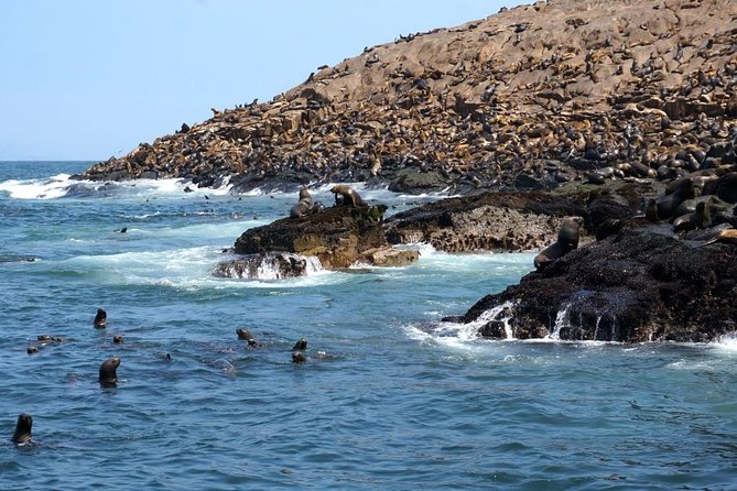 Lima: Palomino Islands Excursion & Swimming with Sea Lions with Hotel Transfers - Seabirds and penguins add real value