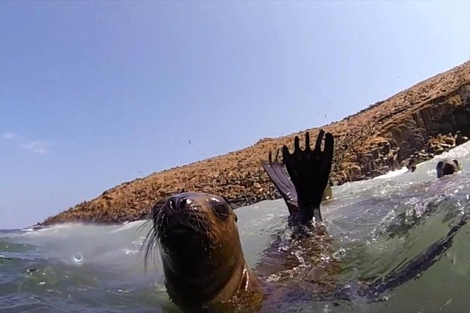 Lima: Palomino Islands Excursion & Swimming with Sea Lions with Hotel Transfers - The return to Lima and overall timing