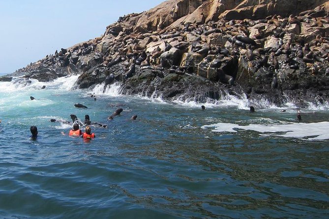 Lima: Palomino Islands Excursion & Swimming with Sea Lions with Hotel Transfers - From your hotel to Callao Harbor