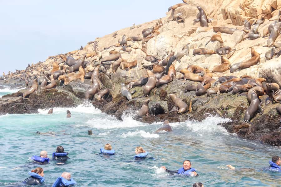 Lima: Palomino Islands Speedboat Tour & Swim with Sea Lions - Key points at a glance