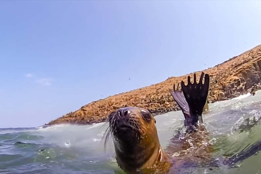 Lima: Palomino Islands Speedboat Tour & Swim with Sea Lions - Leaving Lima for the Pacific