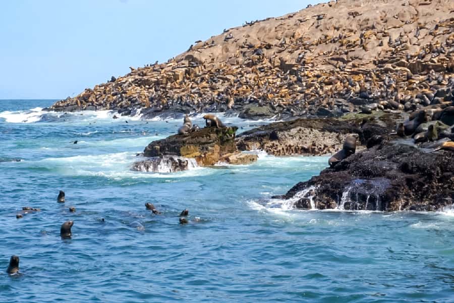 Lima: Palomino Islands Speedboat Tour & Swim with Sea Lions - Practical preparation for the boat and swim