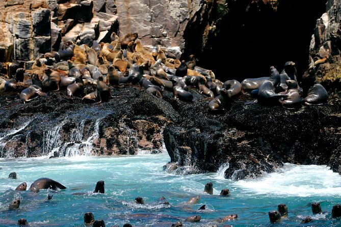 Lima Peru Sea Lions, History and Palomino Callao Islands - Key points at a glance
