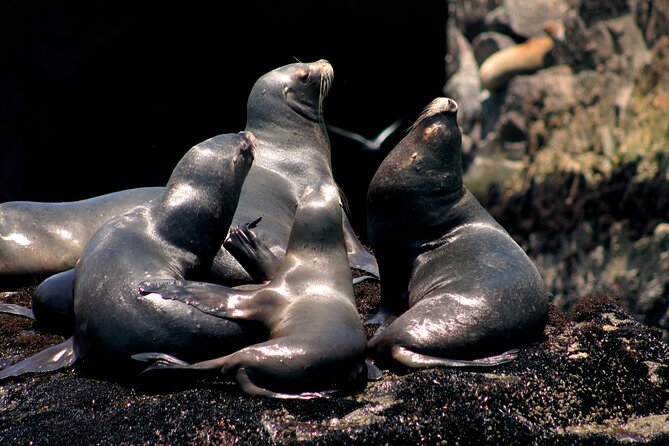 Lima Peru Sea Lions, History and Palomino Callao Islands - Palomino Islands: Lima’s wild side